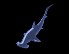 fancyhammerhead